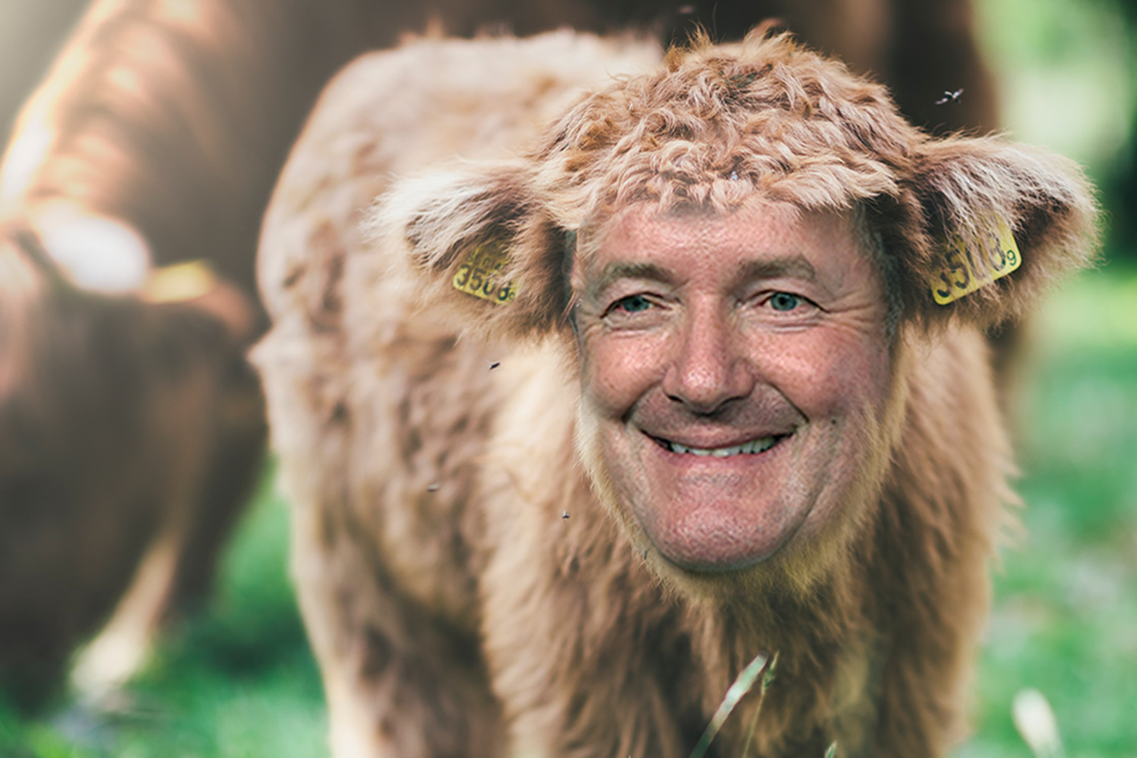 Piers Morgan reveals he is a baby cow